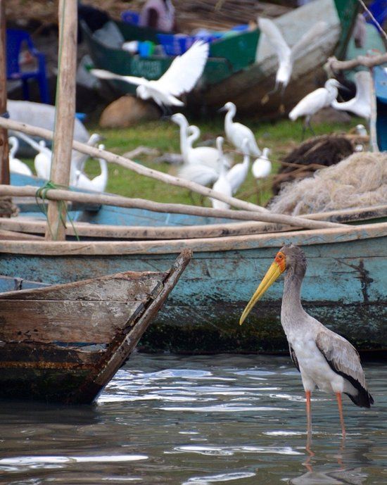 Lake Victoria Expo, Kisumu — Winning BnB & Accommodations